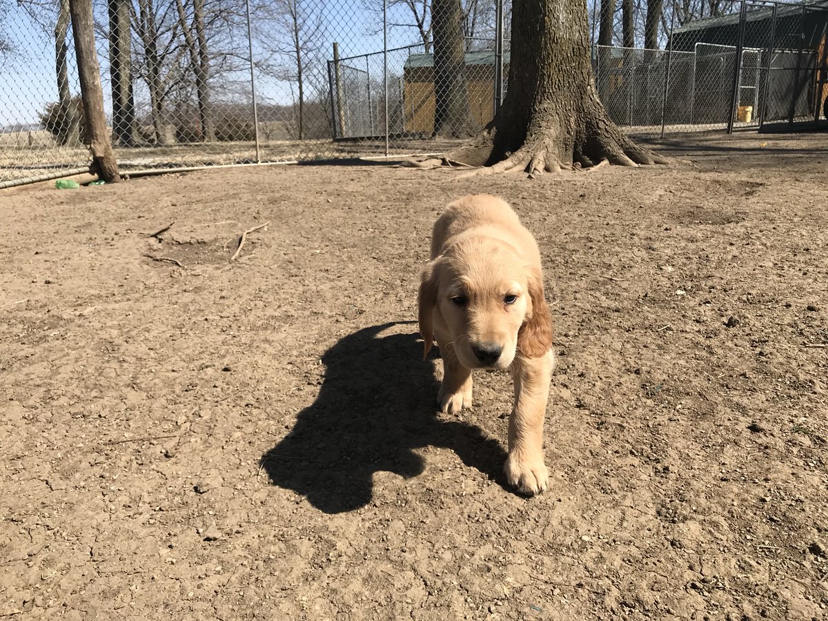 PPKennels tweet picture