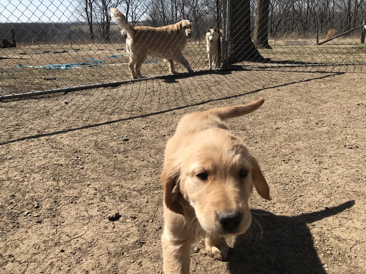 PPKennels tweet picture