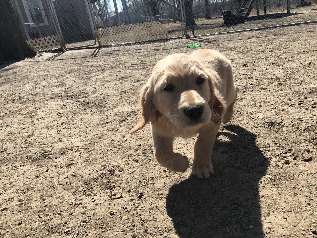 PPKennels tweet picture