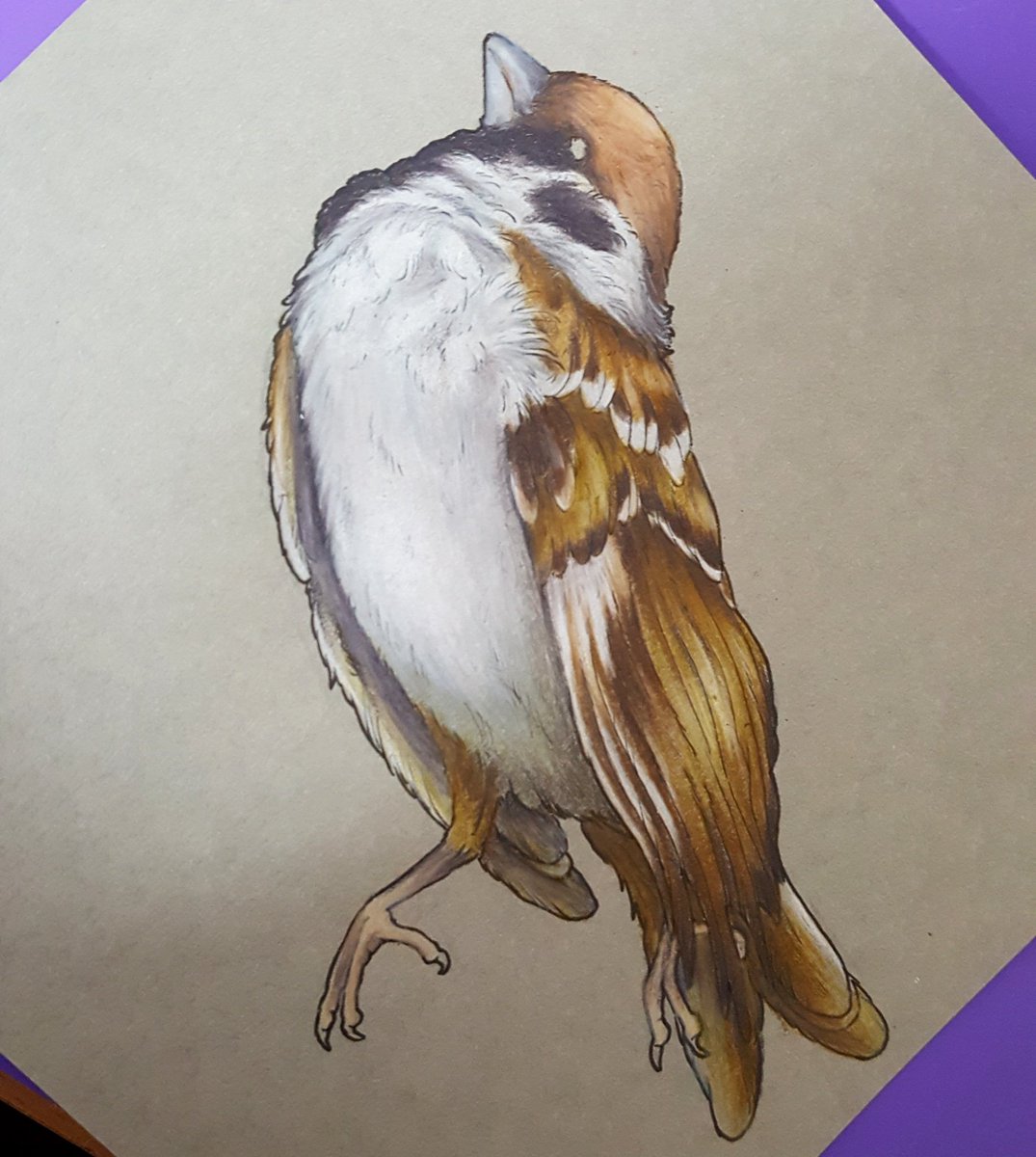 PearlOfThunder's tweet photo. Concentrating my final uni project on the decline of our beautiful british birds @Natures_Voice @NorwichUniArts #treesparrow #illustration #wildlifeart https://t.co/c2PrJV2z4l