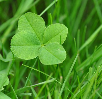 GoGreenLawnTree's tweet image. Green is our favorite color! Hope everyone has a safe and happy St. Patricks day weekend! 🍀 #ThursdayThoughts