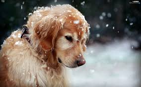 Digdev_Direct's tweet photo. Yet another nor'easter on the way? Good luck to our friends, clients and colleagues throughout the north east!
#DigDevDirect #NorEaster #MakeItStop https://t.co/DEOtsjcY1s