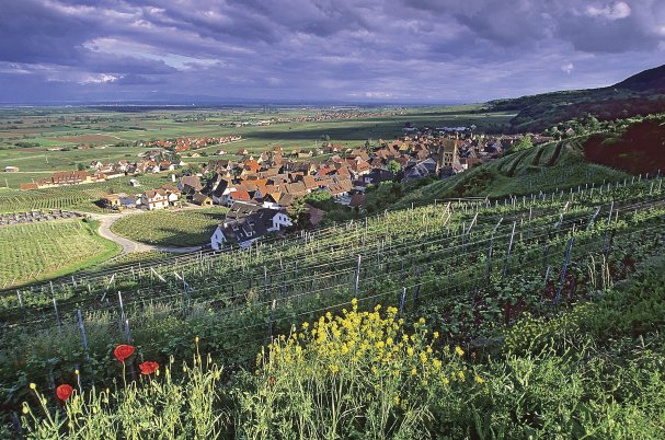 Good morning from Alsace Gueberschwihr!

#DrinkAlsace