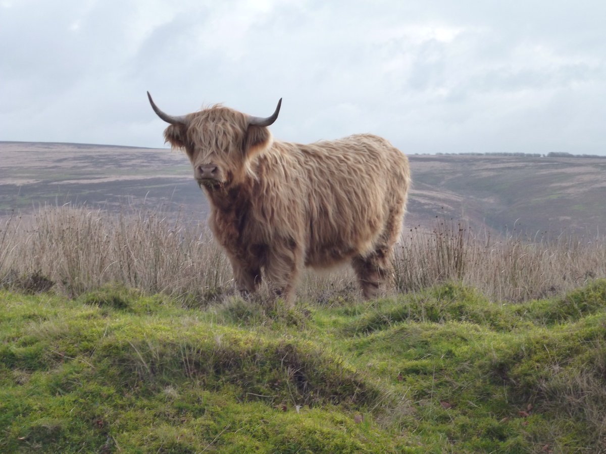 The Exmoor Society tweet media