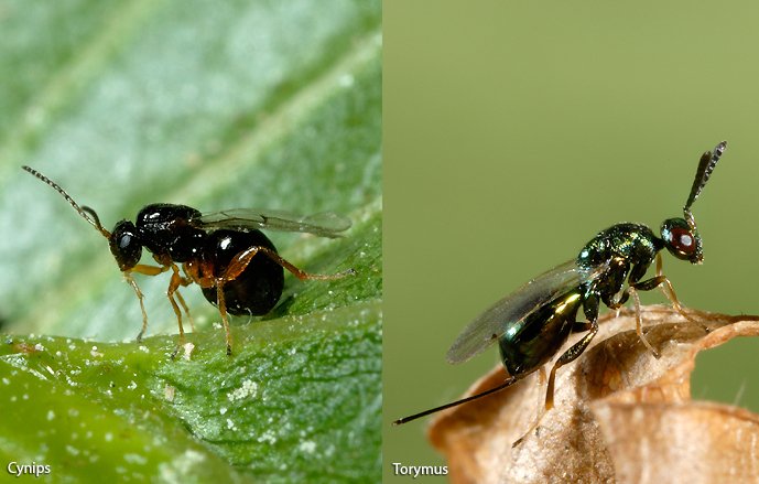 INRAE_France's tweet photo. [#SPAP @Alter_Pesticide] La #guêpe #cynips menace la récolte des #châtaignes: une méthode de lutte biologique, la seule efficace contre l’insecte, déployée avec succès par @Inra_PACA @INRAspe et leurs partenaires https://t.co/VMbNPBKfKO https://t.co/wD09DC1TgE