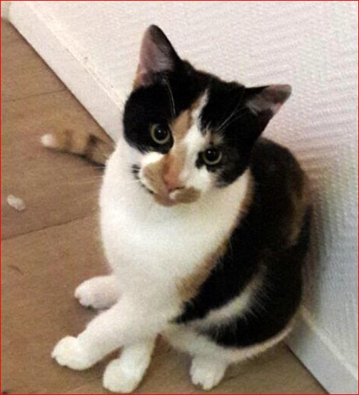 DE_HERENIGING's tweet photo. ๐ HERENIGD!
KAT PLUIS (chip)
poes, lapje
#VLEUTEN - #DE_MEERN #UT Dorpsstraat #DHver 10/3/18 https://t.co/x6cKTm2bO4 https://t.co/k7w87FYwJK