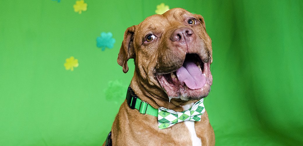 Don’t press your luck! Avoid these potential dangers and keep your pets happy and healthy this St. Patrick’s Day: bddy.me/2tP0zF3