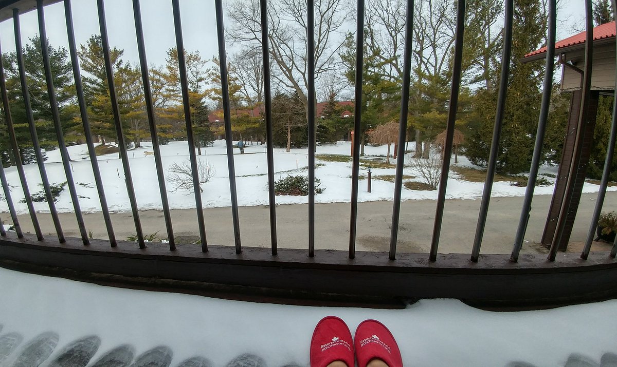 iordanamanda0's tweet image. #goresorting spot the dog @OakwoodResort