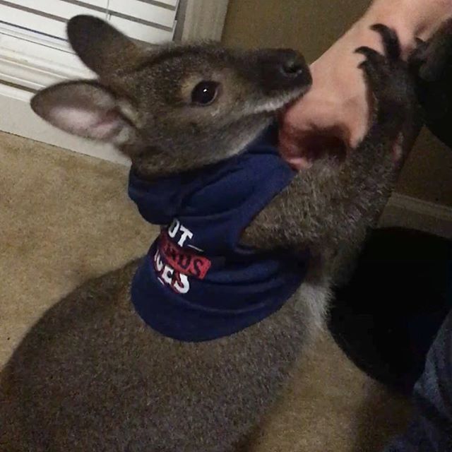 wdam's tweet photo. UPDATE: Jeff the wallaby is still missing around Hattiesburg!

Here's what you should do if you see Jeff hopping around town>> https://t.co/lVjCWpAIPw https://t.co/sdhIk5JeFb