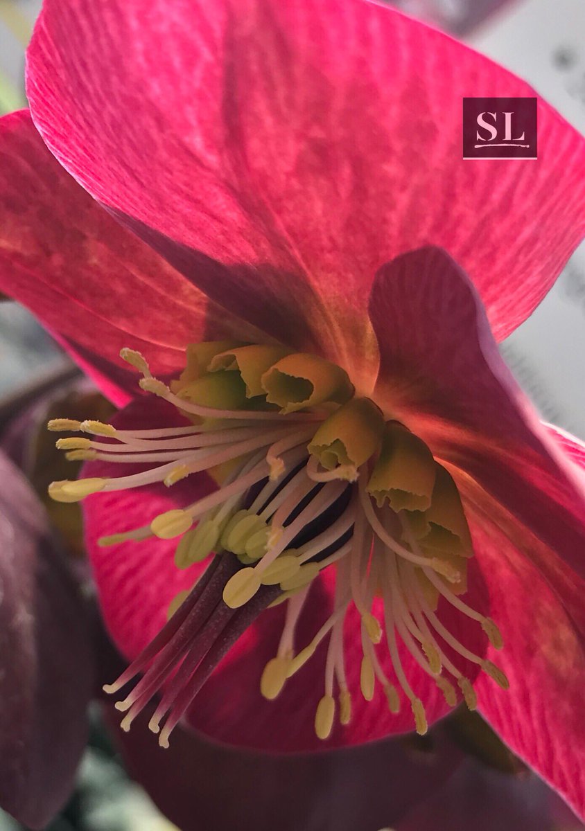 slgparrish's tweet image. “LENTEN ROSE” Love this beautiful flower; didn’t know it existed until last year! @RosewoodHotels @VisitOKC @SFWorkshops @sxsw @GettyImages @neimanmarcus #artist #photography #slgparrish #PhotographyIsArt #photooftheday