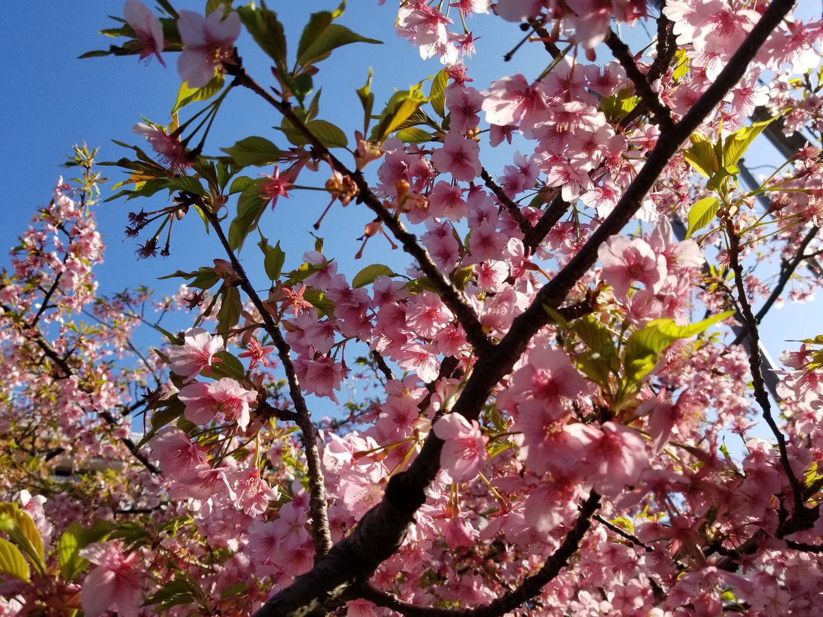 うえぽん 早咲きの河津桜 京急三浦海岸駅から小松ヶ池公園へ 三浦海岸桜まつり 三浦海岸 河津桜