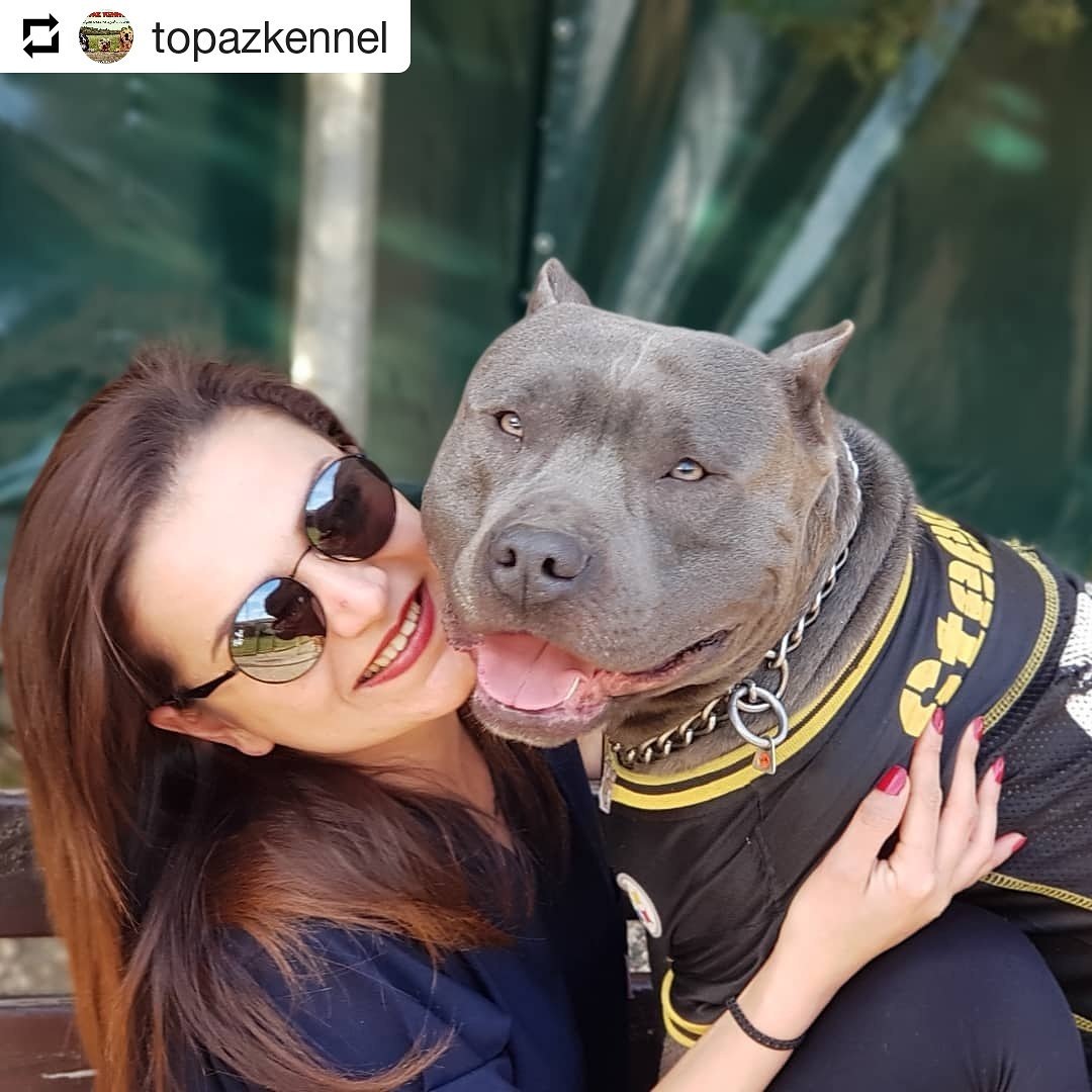 📣🆕️Mars, el perro de Kivanç😍🐶
 #KivançTatlituğ 
#Repost @topazkennel
• • •
Yakışıklı Mars'tan günaydın size 😊😊 #amstaff #americanstaff #mars #köpekpansiyonu #istanbul#dog #dogstagram #dogoftheday #puppies #pup  #doghotel #köpeksevgisi #köpekoteli #terrier #köpekeğitimi