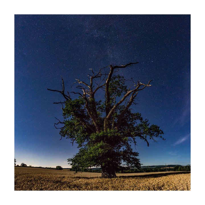 Falconprofilm's tweet photo. An incredible shot of an old, gnarled oak tree under a glistening sky of stars. This is why we love our job! ✨Photo taken by Ben Pryor whilst on location for @channel5_tv's Wild Britain.

#NightPhotography #wildbritain #Filmmaking #NaturePhotography #landscapephotography https://t.co/zpAibKlEmK