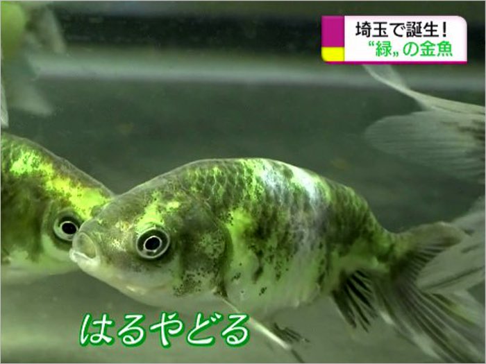 yut2036's tweet image. 日本発、世界で初めての緑色の金魚
98歳の川原さんが40年かけて作り上げ奥さんと自身から名前をとった品種。夢のために半生をかけた偉業。