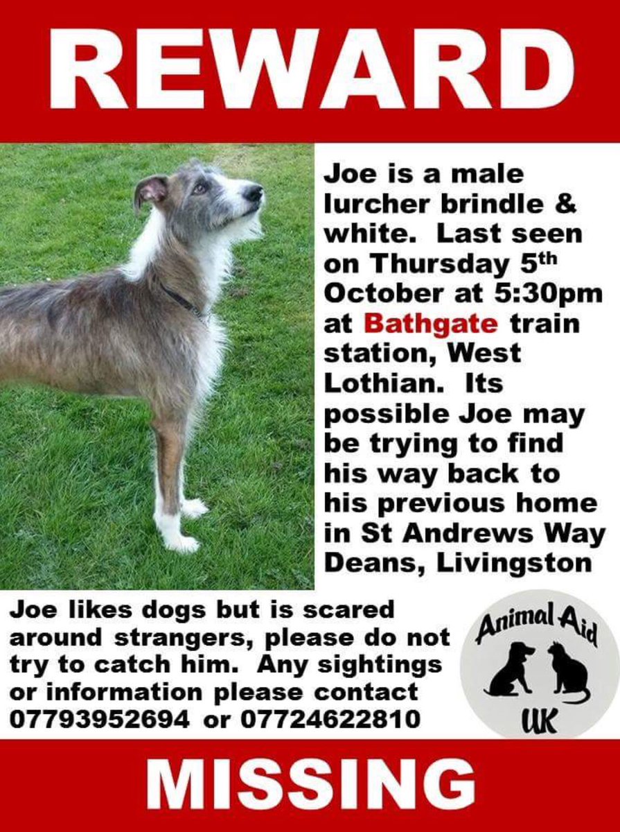 Jura_Harris's tweet photo. #HoundsofTwitter please RT! #Joe has been missing in #WestLothian for 6 months! 😢 #HelpfindJoe #Livingston 🐾🐾 https://t.co/ggcyCbElTb