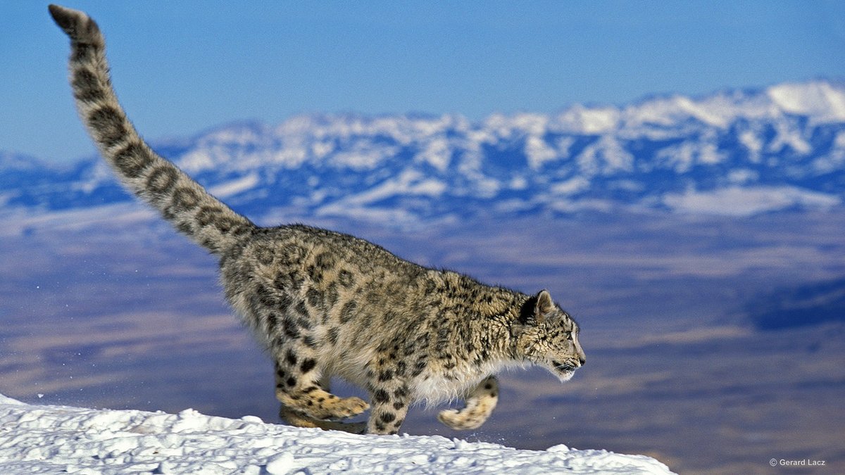 annemariayritys's tweet photo. It's #WorldWildlifeDay! Loss of habitat &amp; natural prey, human wildlife conflict, #ClimateChange and #poaching are the dangers the #SnowLeopard faces across its native range. Find more on https://t.co/fJxwV8DcLy

#PredatorsUnderThreat #WWD2018 #iProtectBigCats by #_Ramario_ https://t.co/Eo6jevti1G