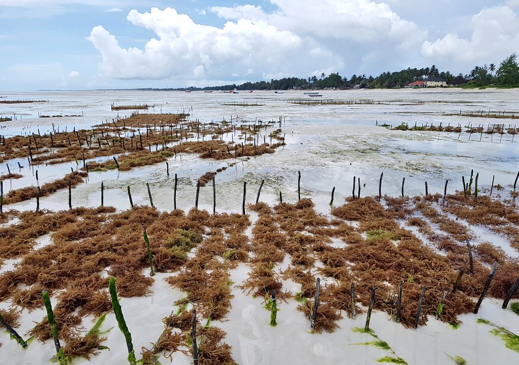 aboudjumbe's tweet image. Day 2: The "Learning Journeys" at the Seaweeds Information Center with @reospartners @WWFTANZANIA @wwf_mada @dobura @colleenreos @Nature_Africa @LucyMagembe @Seychelles_In #TransformativeScenarioPlanning #Zanzibar #Paje