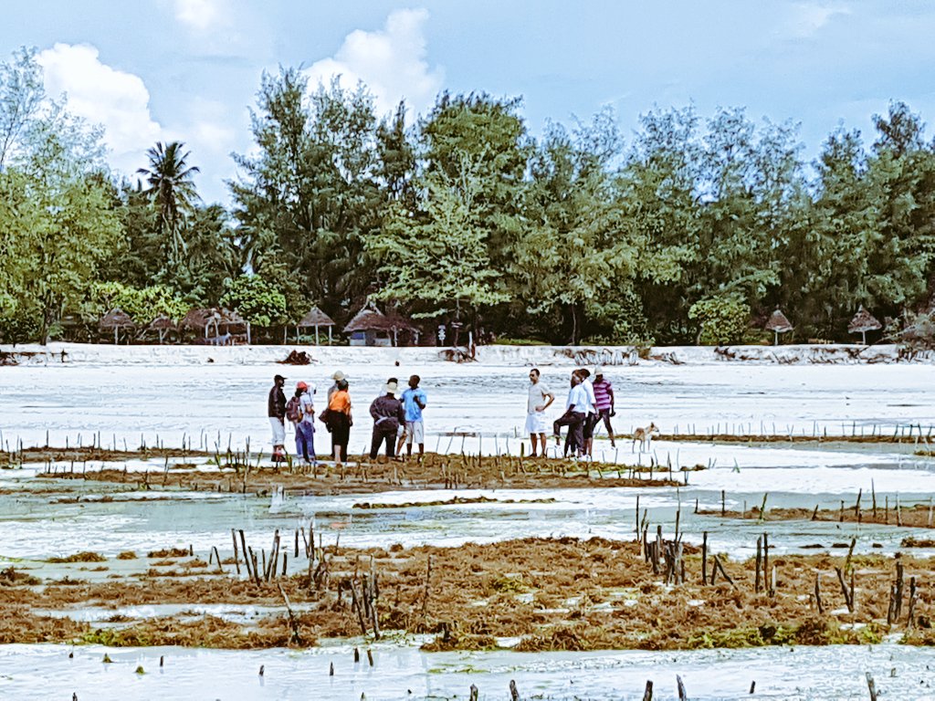 aboudjumbe's tweet image. Day 2: The "Learning Journeys" at the Seaweeds Information Center with @reospartners @WWFTANZANIA @wwf_mada @dobura @colleenreos @Nature_Africa @LucyMagembe @Seychelles_In #TransformativeScenarioPlanning #Zanzibar #Paje