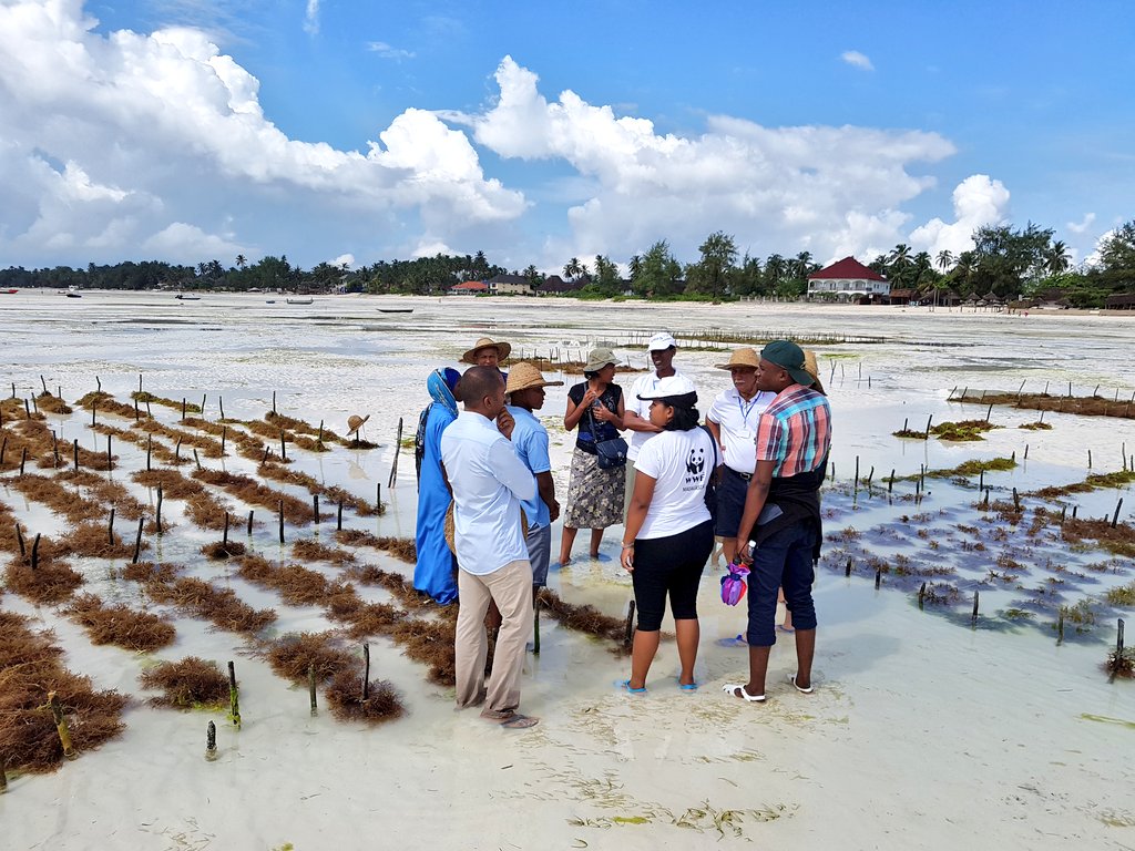 aboudjumbe's tweet image. Day 2: The "Learning Journeys" at the Seaweeds Information Center with @reospartners @WWFTANZANIA @wwf_mada @dobura @colleenreos @Nature_Africa @LucyMagembe @Seychelles_In #TransformativeScenarioPlanning #Zanzibar #Paje
