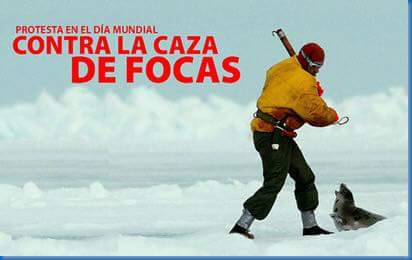 Hoy es el #díamundialcontralacazadefocas. Las focas madre ven cómo asesinan a sus hijos sin poder hacer nada para evitarlo. Desorientadas y sin entender nada, muchas acaban agonizando por las heridas sufridas. ¿Es necesaria esta crueldad? Creemos que #OtroMundoEsPosible