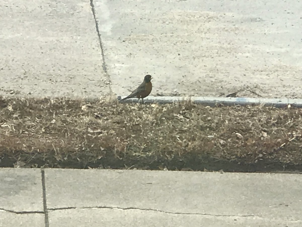 artdchase's tweet photo. Spring is near, our front yard now has Robins! And dead grass..... so hurry up spring time! https://t.co/HwGLUfg9WD