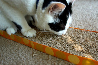 iCatCare's tweet photo. Scratching is a natural behaviour for cats. To avoid scratching around the home, it's important to provide appropriate resources. This month's #IntelligentCatCare includes a guide to choosing scratching resources, encouraging your cat to use them and more: https://t.co/8cXylgsrlv https://t.co/rYSRH6zNl1