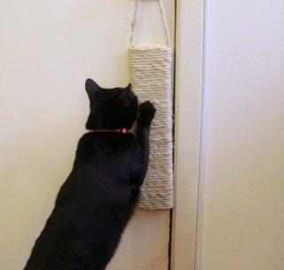 iCatCare's tweet photo. Scratching is a natural behaviour for cats. To avoid scratching around the home, it's important to provide appropriate resources. This month's #IntelligentCatCare includes a guide to choosing scratching resources, encouraging your cat to use them and more: https://t.co/8cXylgsrlv https://t.co/rYSRH6zNl1