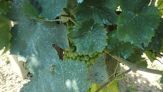 INRAE_France's tweet photo. [#SPAP @Alter_Pesticide] Peut-on se passer du #cuivre en #agriculturebiologique ? L'#Inra a livré une expertise scientifique collective sur les leviers disponibles pour réduire l’usage du cuivre en protection des cultures biologiques https://t.co/F5vPlGFP2x #AB https://t.co/MjMpKWzP0W