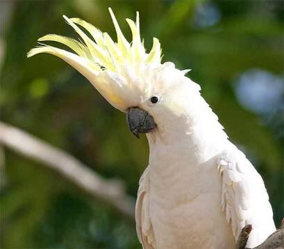 желтохохлый какаду. род слов названий предметов 2 класс. какаду род. какаду. попугай какаду.