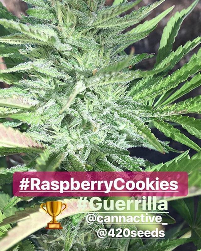 420storecl's tweet photo. #raspberrycookies 🍓🍪 por @cannactive_ 🔬#highlife #bestofbreed #cannabiscommunity #dank #dope #cookiesorbetter https://t.co/IWjbTm6KAG https://t.co/VKWcrX2KTE