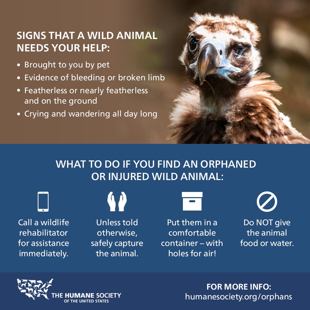 humaneworldorg's tweet photo. Spring is here! Do you know how to tell if baby wild animals need your help? https://t.co/69q5dRdl4F