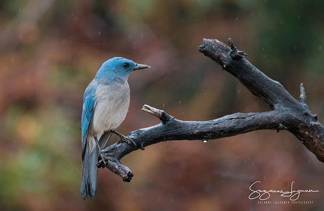 #mexicanjay #maderacanyon #bird #birdstagram #sonya7r2 #sonya7m2 #birdsofinstragam #birdlover