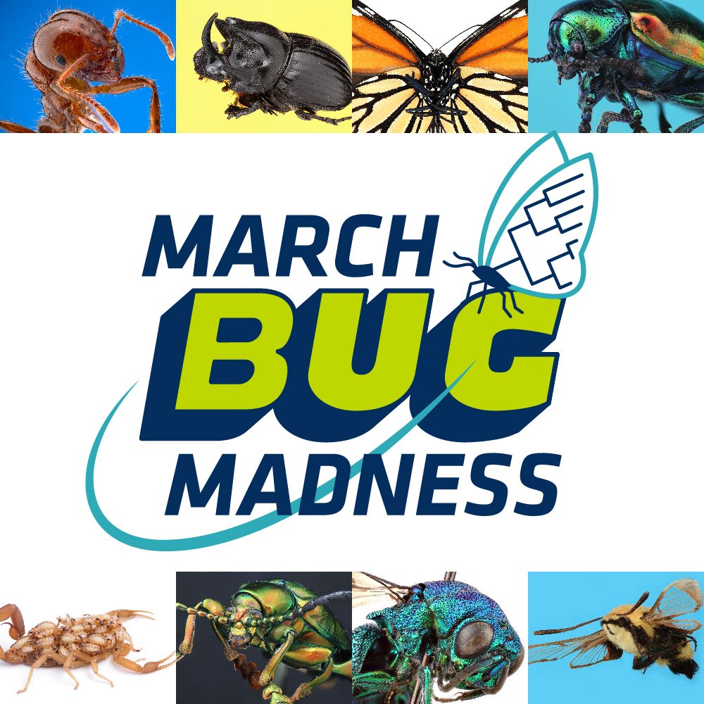 Check out these crazy bugs! It’s time for #MarchBugMadness Vote for @UTAustin’s “Most Bizarre Bug” on Instagram daily thru Mar. 29. See ultimate winner on Mar. 30. txsci.net/insta #MarchMadness #insects #macrophotography #entomology #wildlifephotography