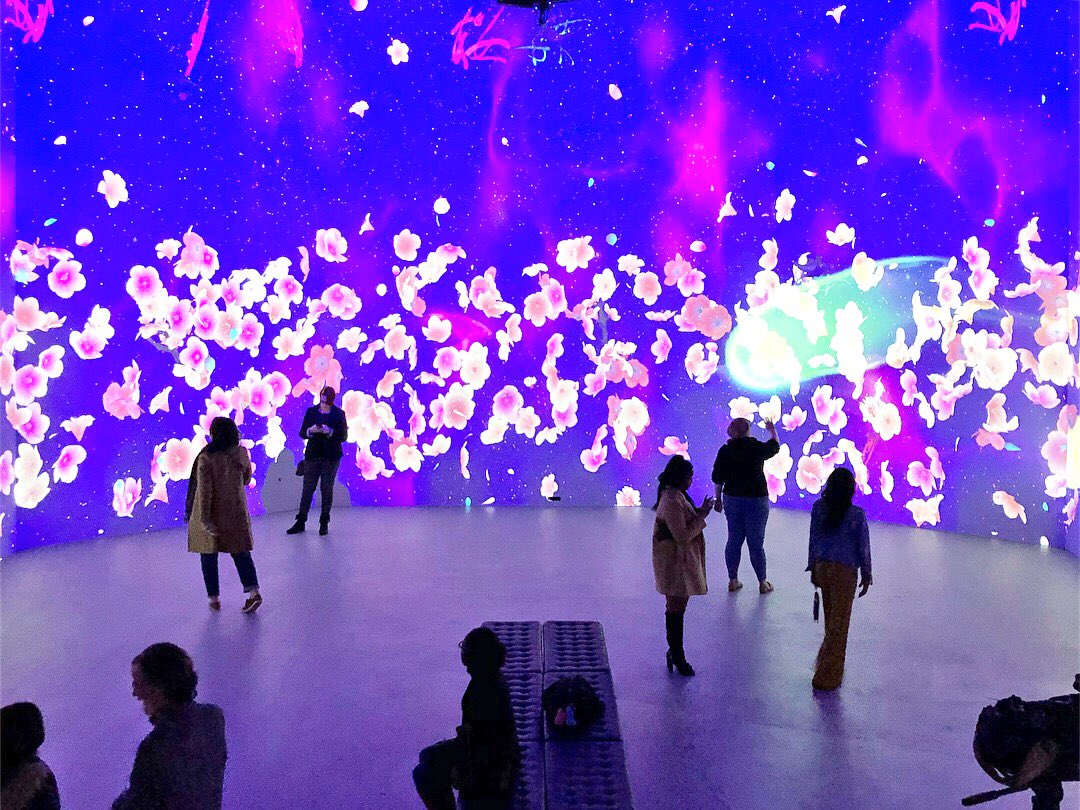 Concierge Recommendation: Peak bloom came early in DC with <a href="/artechouse/">ARTECHOUSE</a> new interactive digital installation. #cherryblossom #mydccool