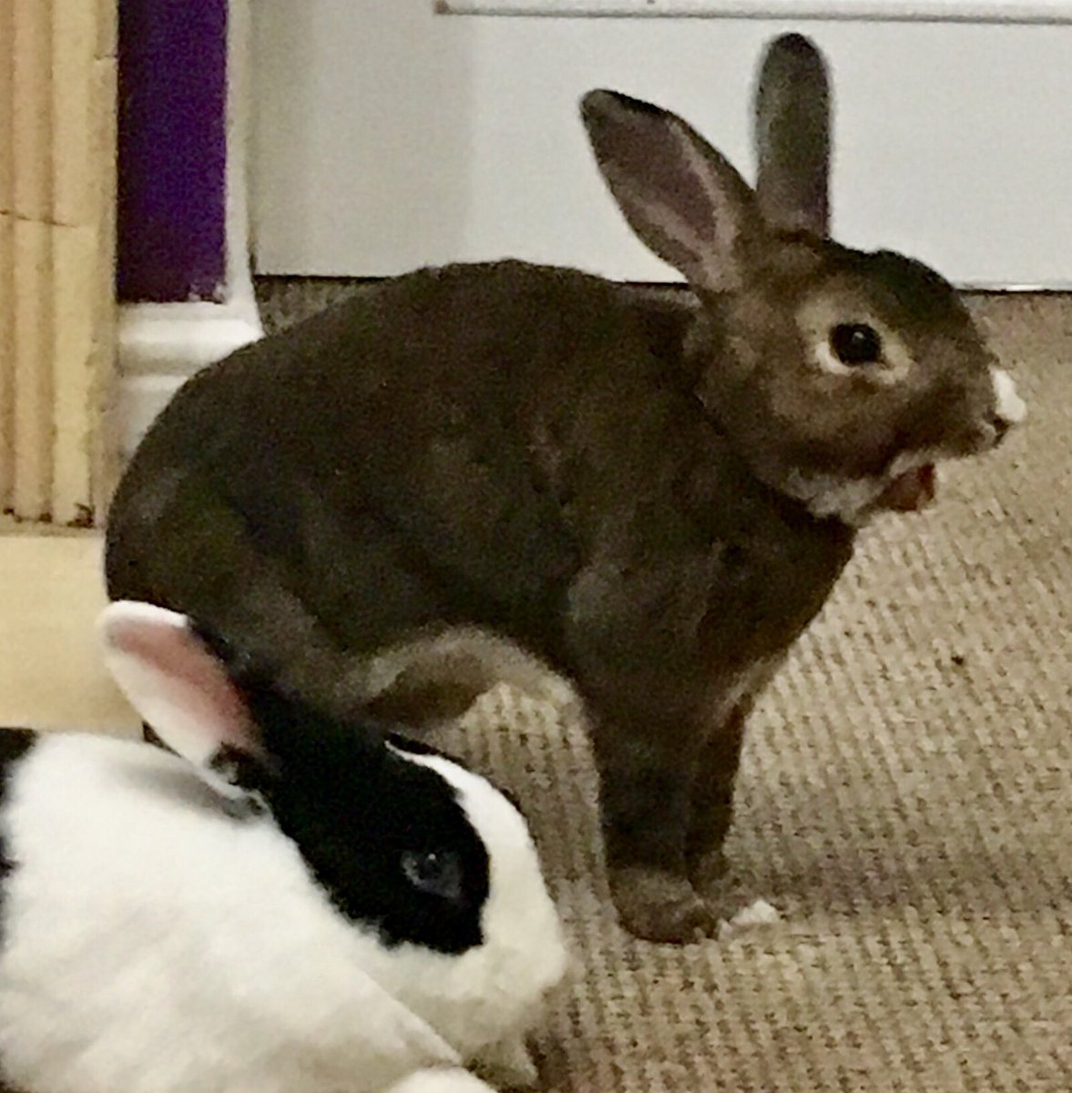 Oh for carrots sake he’s been caught yawning!!! Again. what is this humiliation. I need a new huzbun #bunnyyawn #HouseRabbit #embarrassed