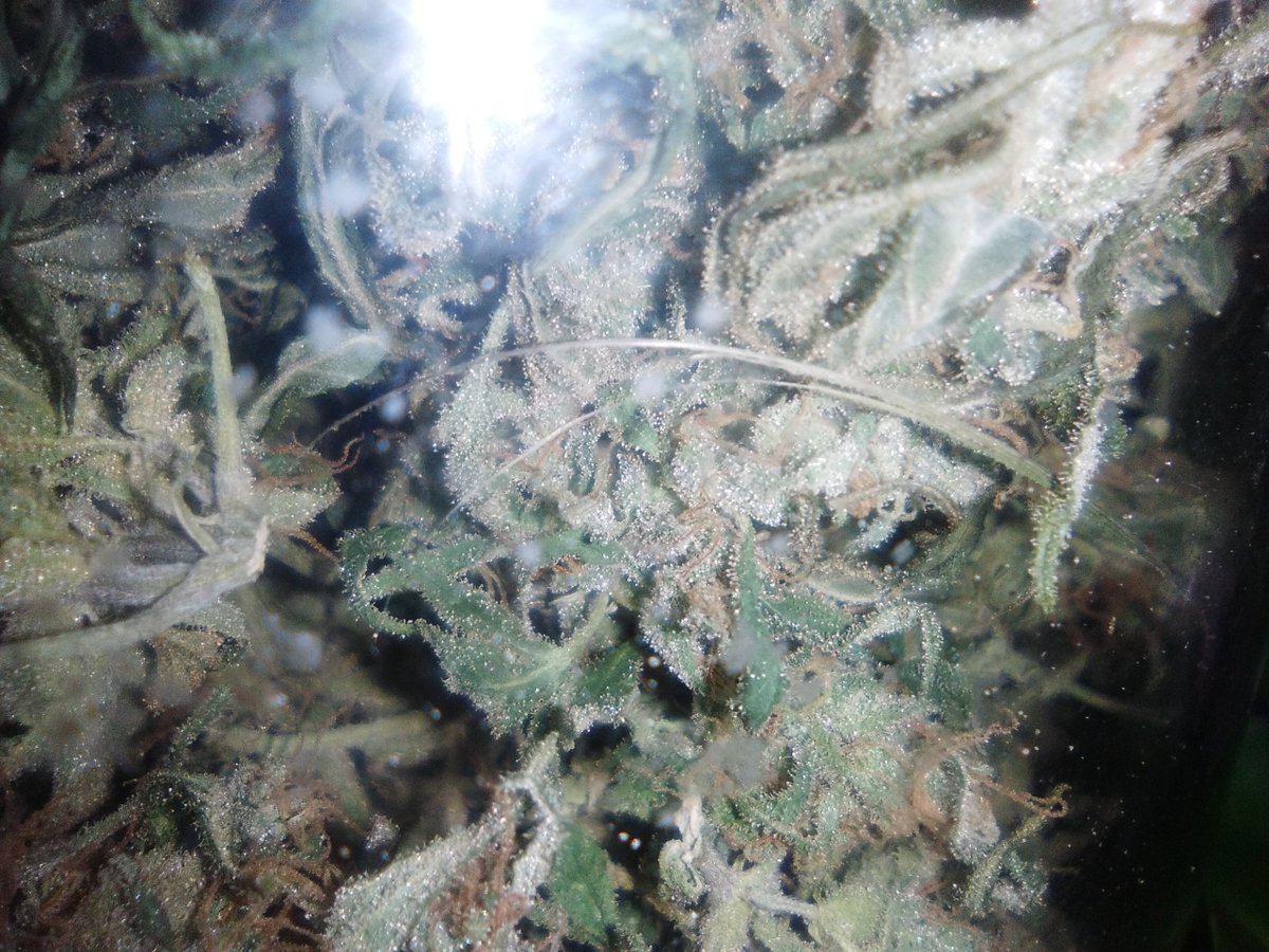 SpanishBreeder's tweet image. 🔝⚛️ #PanamaxDestroyer &amp;amp; @IntegraProducts  ☯️☮️
Perfecta combinación