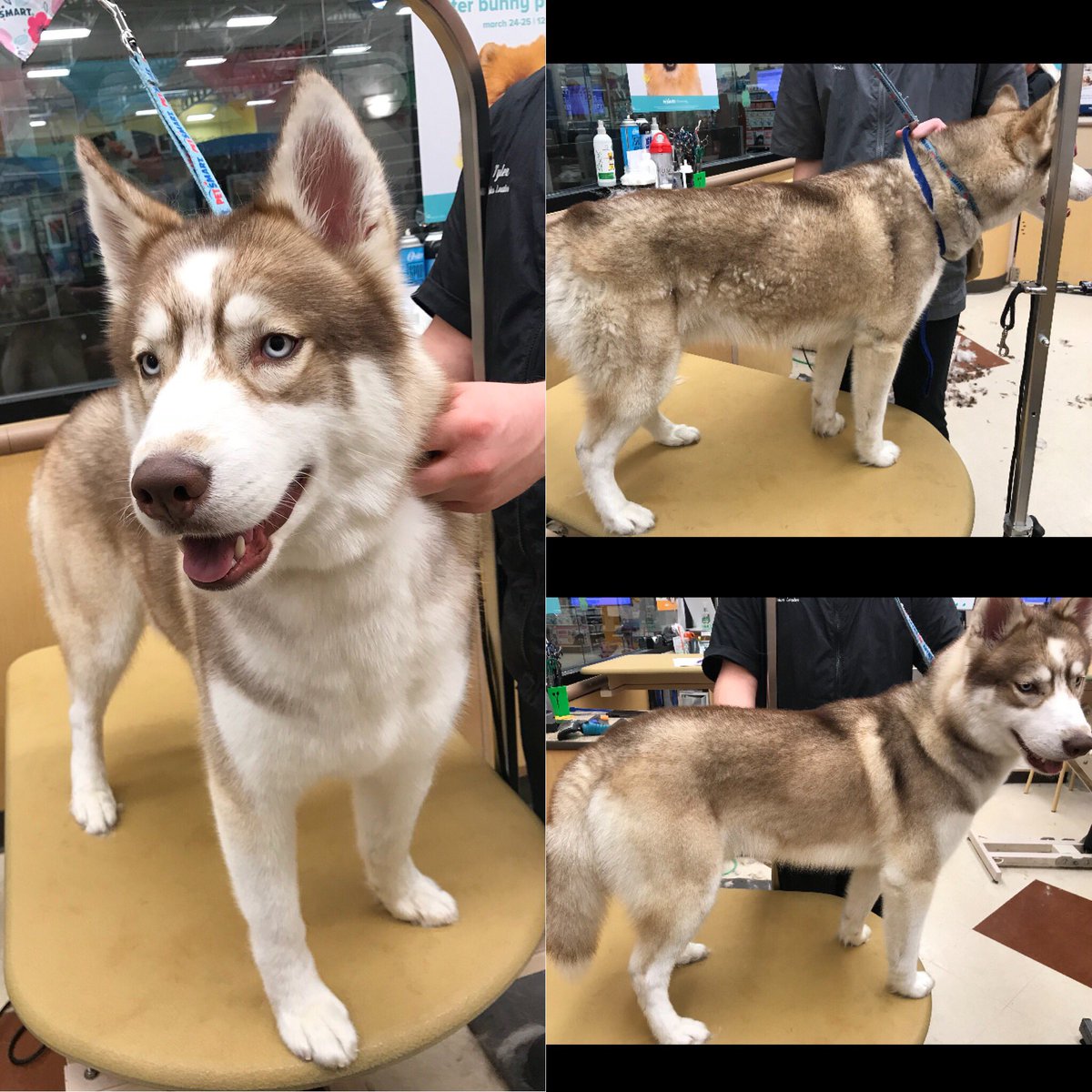 #northeastgrooming #cny #1194 #FURminator #husky #NicoleS