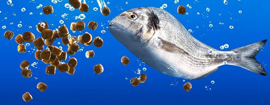 مميزات العلف الطافى الاكسترودريتميز بسهولة الهضم ،استهلاك السمك لكل الكميه لوجوده بسطح الماء اطول فتره ، يجعلك تعرف كمية العلف المستهلكه ولا تحتاج لاختبار تغذيه،لايذوب بالماء ولا يترسب وبالتالى تتجنب مواد صلبه ومخلفات العلف وبالتالى تجنب التلوث بماء الاحواض اما الغاطس فعكس ماسبق