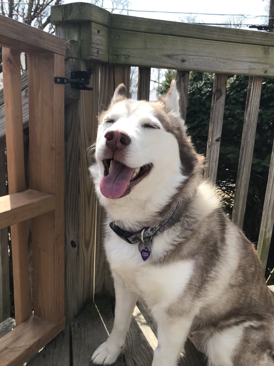 SheetzHuskyLuna's tweet photo. Husky Smile! Enjoy the day.. I am #lunasheetzthehusky https://t.co/aMDOS0aUzK