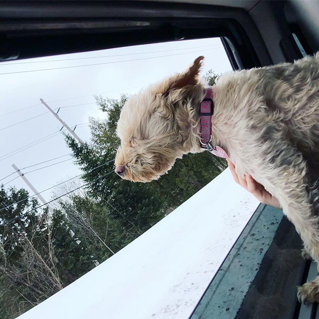 overstuffedmom's tweet photo. If you ever wanted to know what pure happiness looks likeโthis is it. At least it is in Pucciniโs world. #schnoodlesofinstagram #puppylove #windowdown #windinmyfur #schnoodle #stillwinter https://t.co/e16aAmpiez https://t.co/sdKk1q0pug