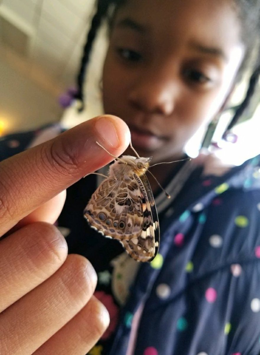 owlABOUTteachin's tweet photo. We are so excited that our butterflies let us hold them! @LES_Mustangs #LES_MUSTANGS https://t.co/Qtq76LwCu0