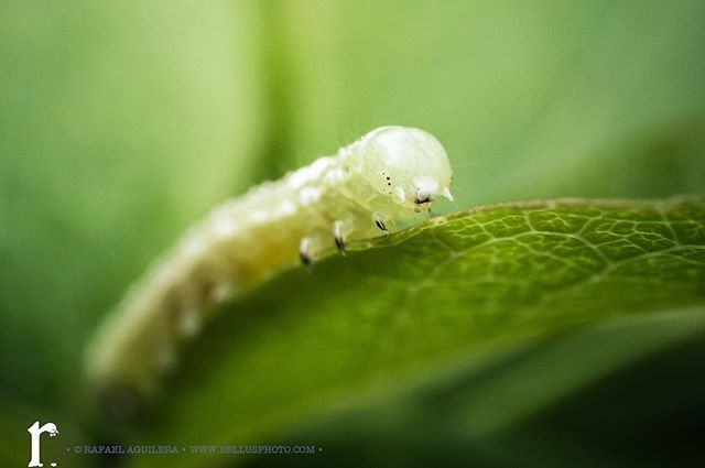 bellusphoto's tweet photo. Macro #girrafael #BellusPhoto.com #canon #justbringit #mpe65mm
#photography #macro #caterpillar https://t.co/Z2jedkRD3D https://t.co/zk73JrVIVY