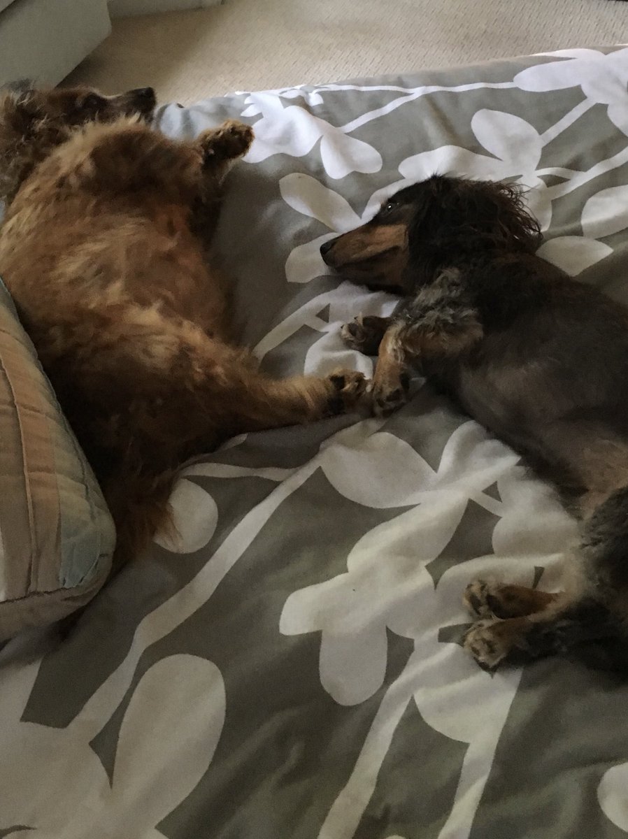These are our two long haired doxies. Harley (the well fed one) and Ollie. Best welcome home buddies a girl could have #CAIPets