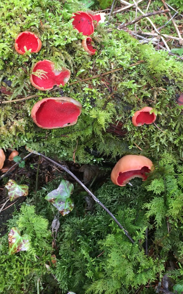 ChepstowWalkers's tweet photo. Scarlet Elf Caps, these little jewels seen on our recce walk today in the Hudnalls. Want to see more book Walk 20 Chepstow Walkng Festival https://t.co/YshSbYJHHu https://t.co/YQP9YF347f