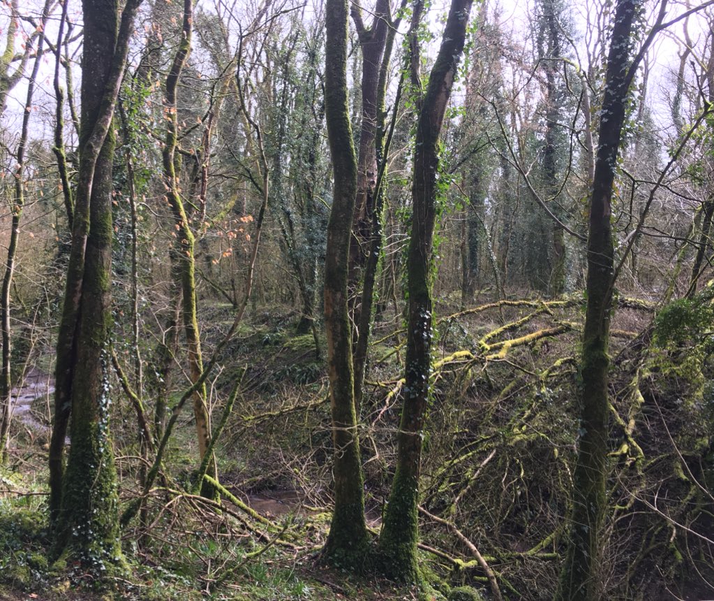 Scarlet Elf Caps, these little jewels seen on our recce walk today in the Hudnalls. Want to see more book Walk 20 Chepstow Walkng Festival walksinchepstow.co.uk