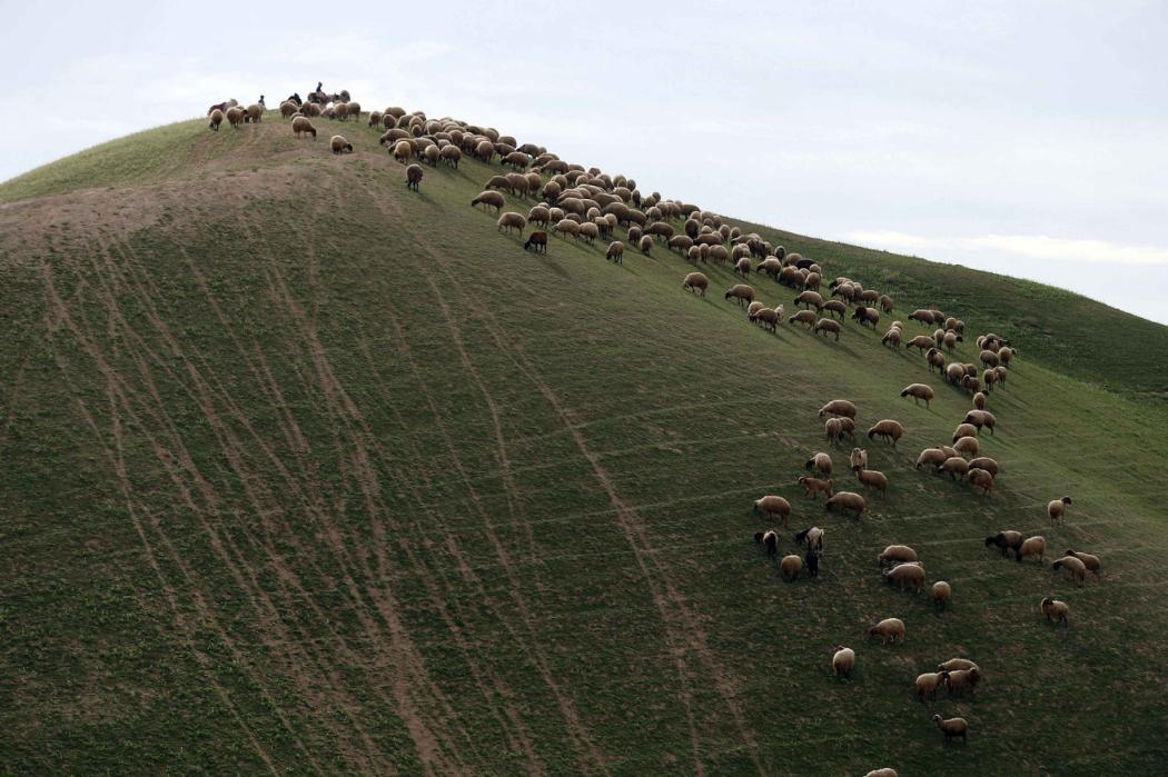 https://fotojournalismus.tumblr.com/post/110439372538/palestinians-herd-sheep-in-the-judean-desert