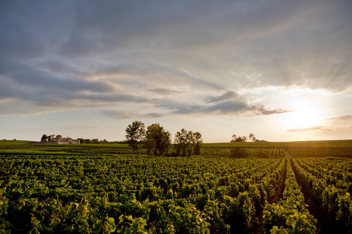 Au détour d'un chemin, on devine les formes d’une bâtisse ocre dominant les vignes aux couleurs changeantes, une architecture unique, angulaire et vertical  se contrastant à merveille avec les courbes ondulées du Sauternais.