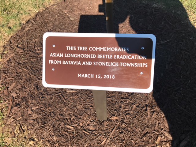 ohioagriculture's tweet image. In Clermont Co. this morning to mark the eradication of Asian longhorned beetle from Batavia and Stonelick twps. After detecting the pest over 5 years ago &amp;amp; over 250,000 tree surveys performed we were able to celebrate with fed. and local partners on this achievement #OhioAgWeek