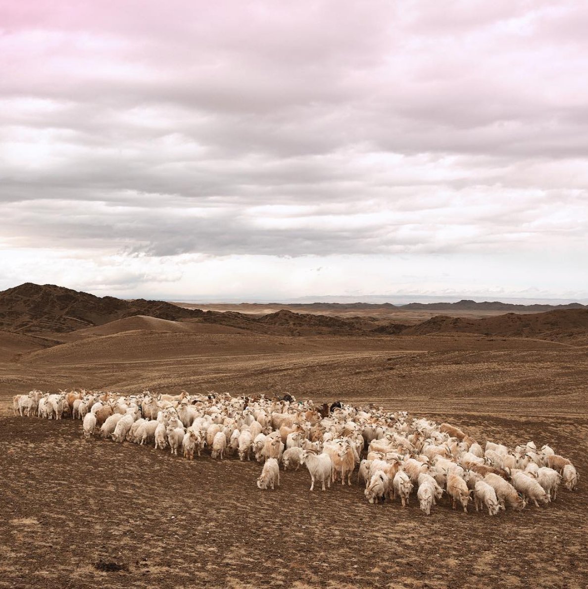 LPH_clothing's tweet photo. Where all of our beautiful #cashmere begins! 🌿🐐 #LPHluxury #cashmeregoats #goats #sustainablefashion #mongolian https://t.co/7nwpvbHQT6