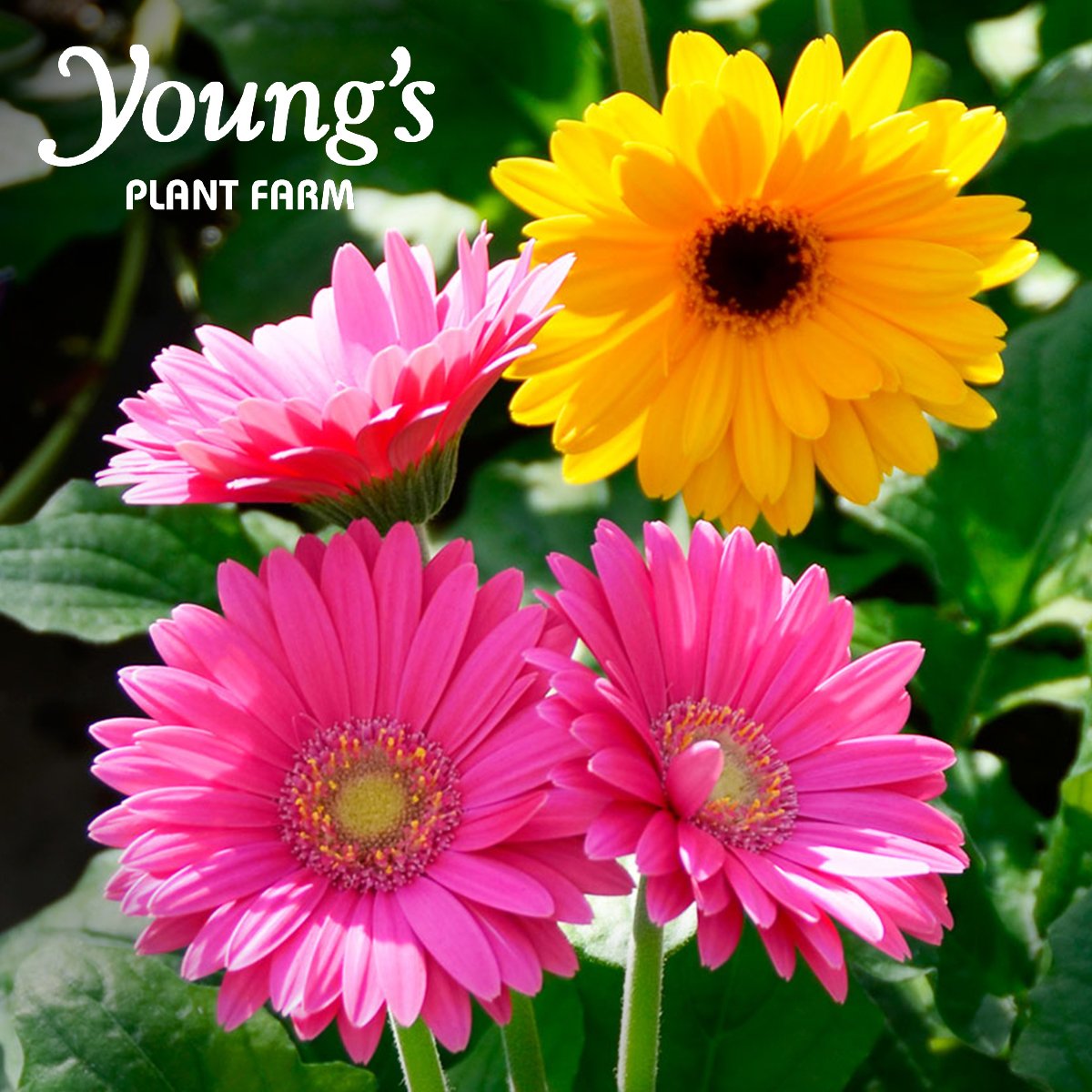 A happy spring #garden isn't complete without colorful Gerberas. With large blooms and tall, sturdy stems, #Gerberas will grow beautifully indoors or out with moderate water and sun. #YoungsPlantFarm